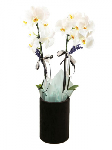 Kutuda Çiftli Orkide