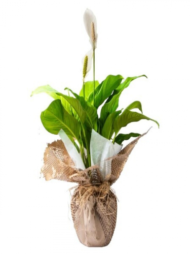Hasır Tüllü Spatifilyum Saksı Çiçeği