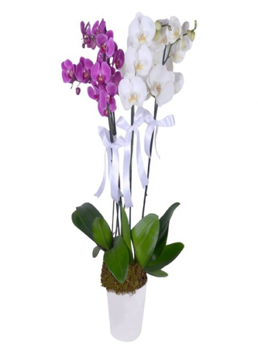 Seramikte Beyaz Mor Orkideler