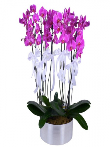 10`lu Mor Orkide