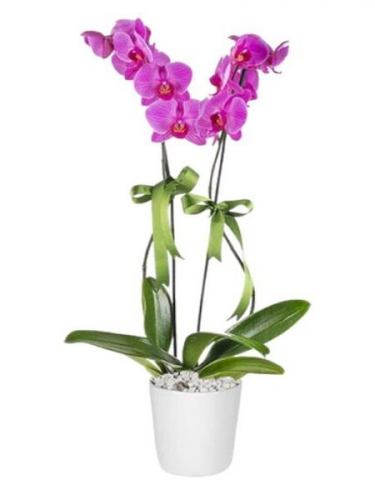 Seramikte 2`li Mor Orkide