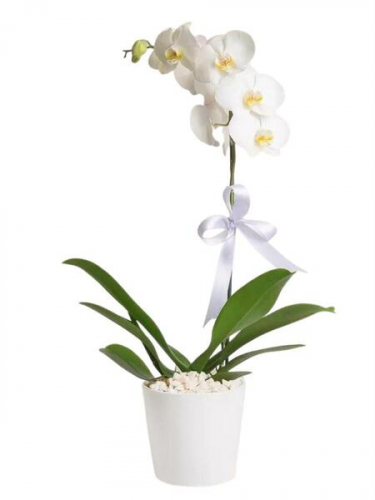 Tek Dal Beyaz Orkide