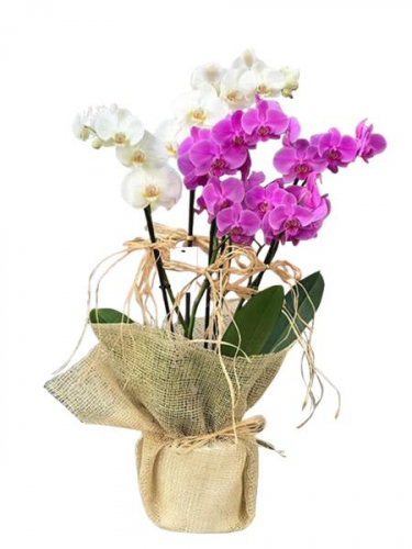Beyaz Mor Orkide